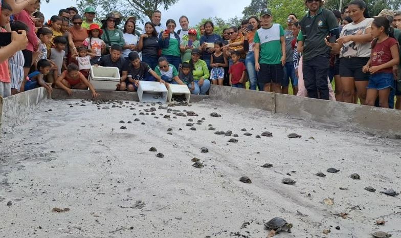 Mais de 300 quelônios são soltos no rio Mamuru, em Parintins
