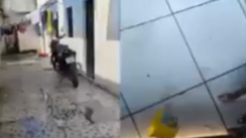 Moradores registram cachorro sofrendo agressões em Manaus