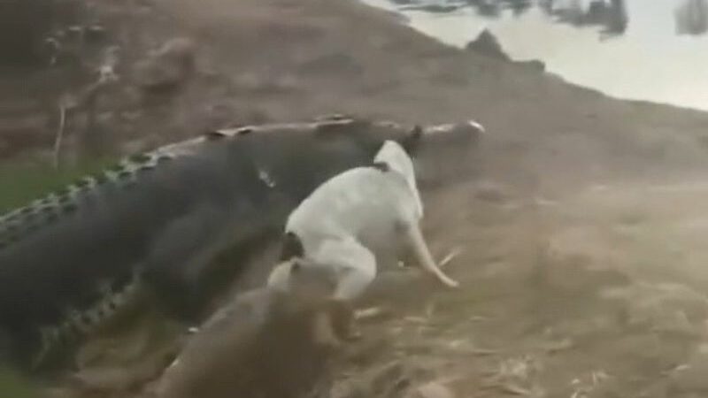 Vídeo mostra cachorro “herói” lutando contra jacaré gigante no AM