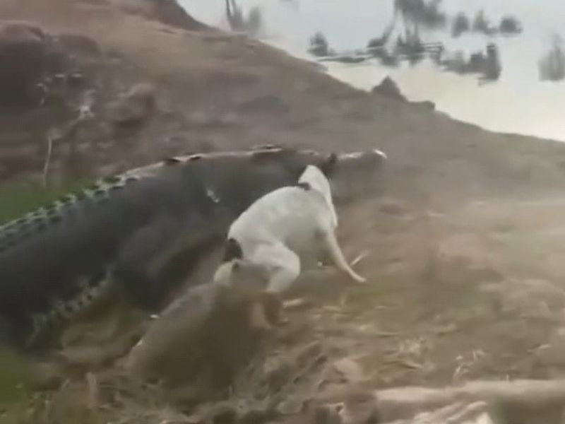 Vídeo mostra cachorro “herói” lutando contra jacaré gigante no AM