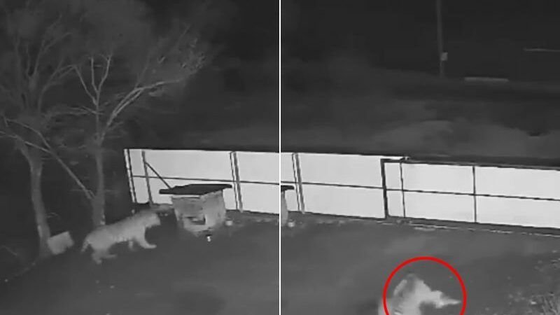 Vídeo mostra tigre invadindo sítio e arrastando vítima para matagal