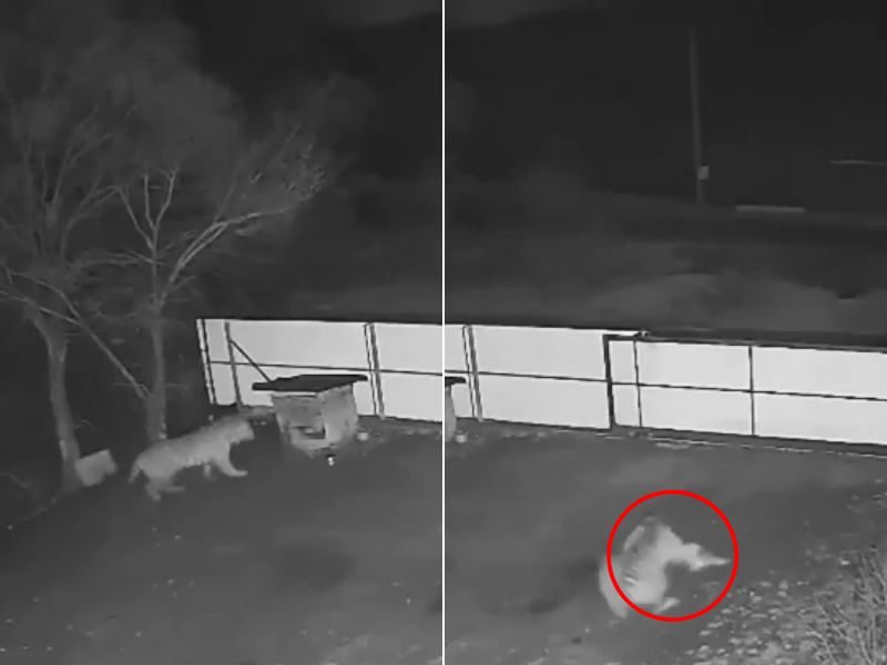 Vídeo mostra tigre invadindo sítio e arrastando vítima para matagal