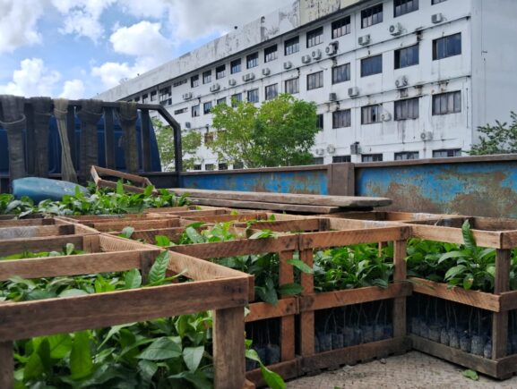 Idam está com inscrições abertas para doações de mudas de castanha-da-Amazônia até 20 de março