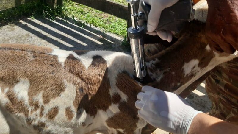 Adaf prorroga campanha de vacinação contra a brucelose