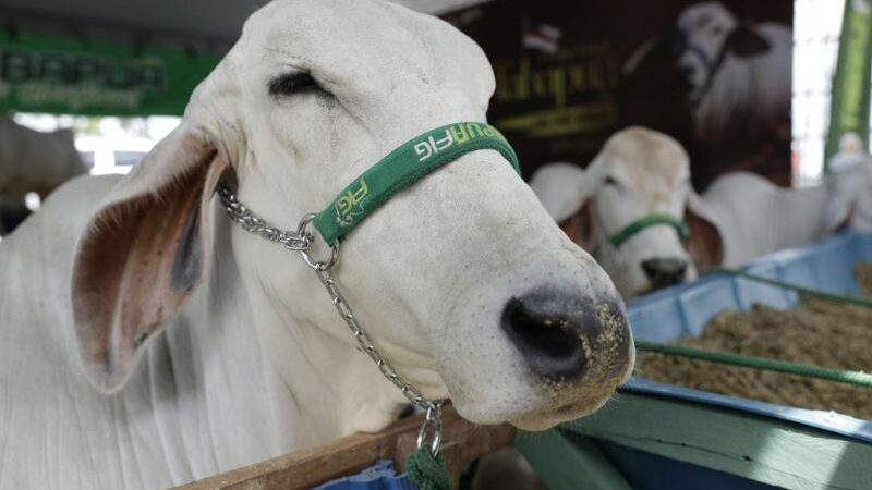 Agropecuária amazonense avança com certificado internacional