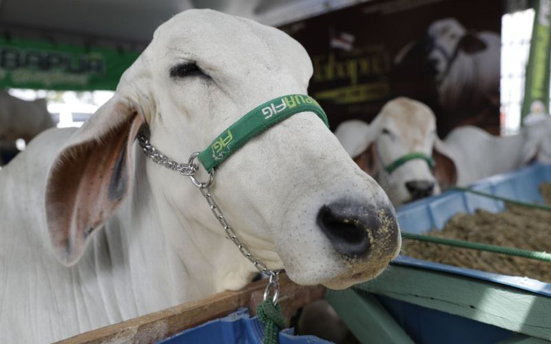 Agropecuária amazonense avança com certificado internacional