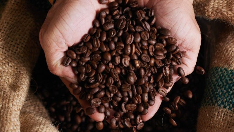 Brasil prevê colheita de 55,7 milhões de sacas de café em 2025
