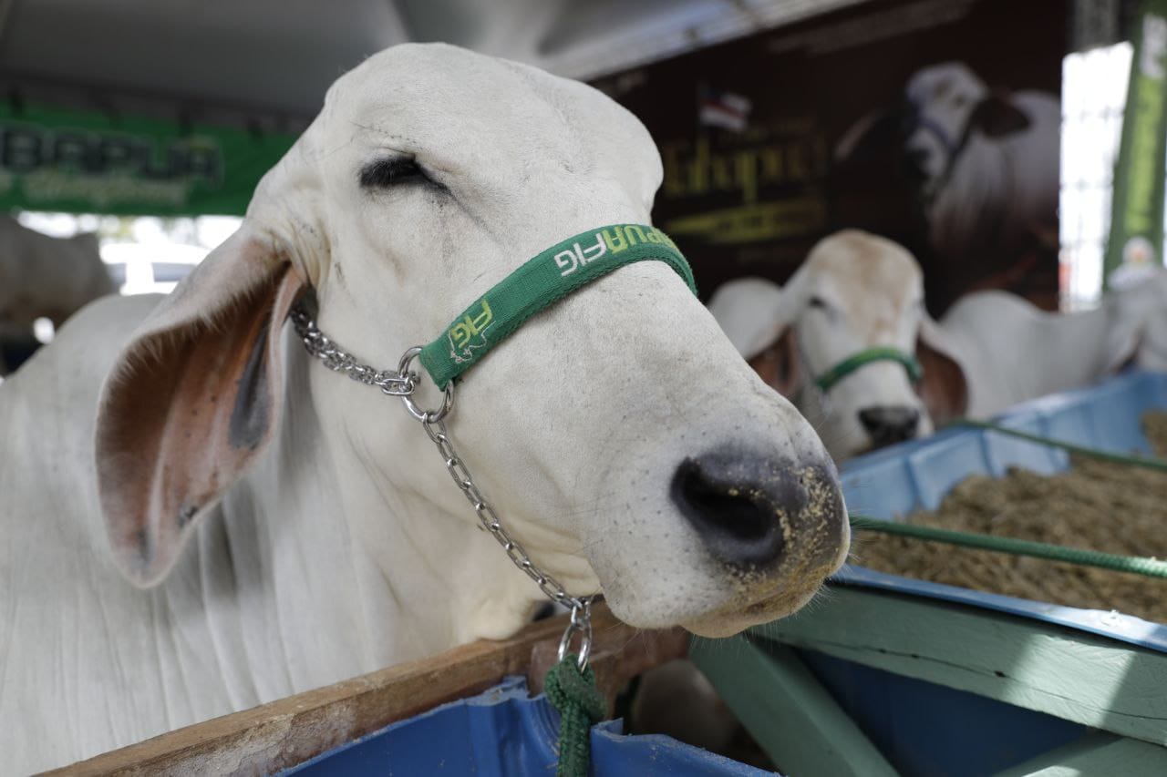 Certificação de zona livre de febre aftosa aumenta expectativas de expansão internacional do segmento agropecuário do Amazonas