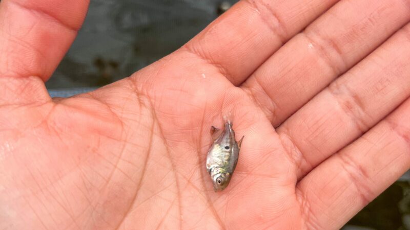 Com apoio do Governo do Amazonas, pesquisa aprimora tecnologia para a reprodução de peixes em Itacoatiara