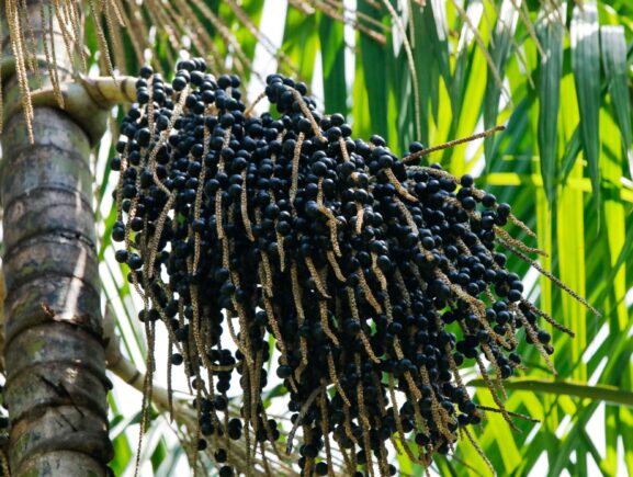 Com produção em alta no Amazonas, açaí é reconhecido oficialmente como fruta autenticamente brasileira