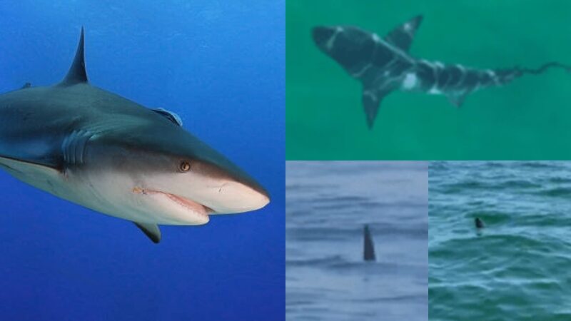 Governo do RJ emite alerta aos banhistas após avistamentos de tubarões em praias