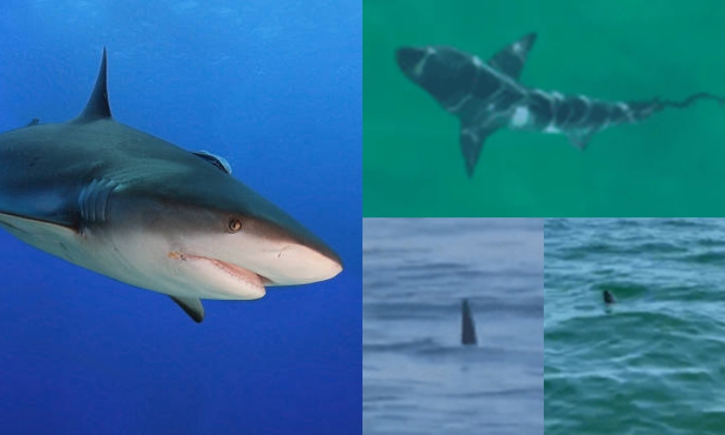 Governo do RJ emite alerta aos banhistas após avistamentos de tubarões em praias