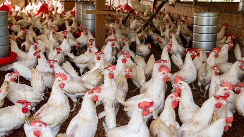 Granjas recebem recomendações sanitárias para evitar entrada da gripe aviária no AM
