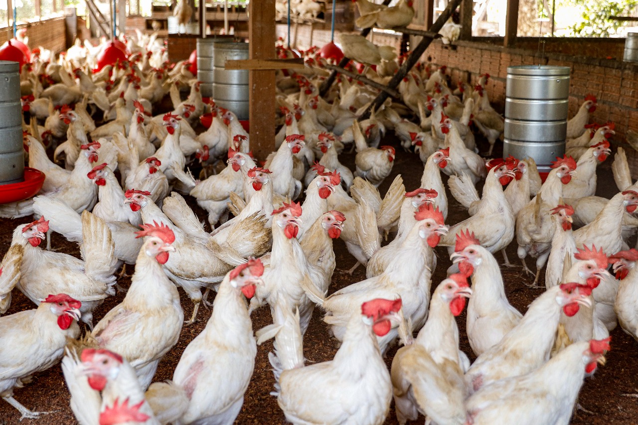 Granjas recebem recomendações sanitárias para evitar entrada da gripe aviária no AM