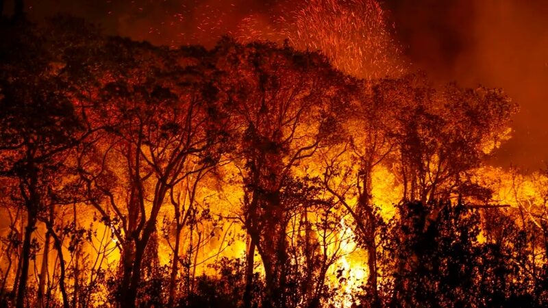 Ibama multa 242 pessoas por incêndios criminosos em 2024