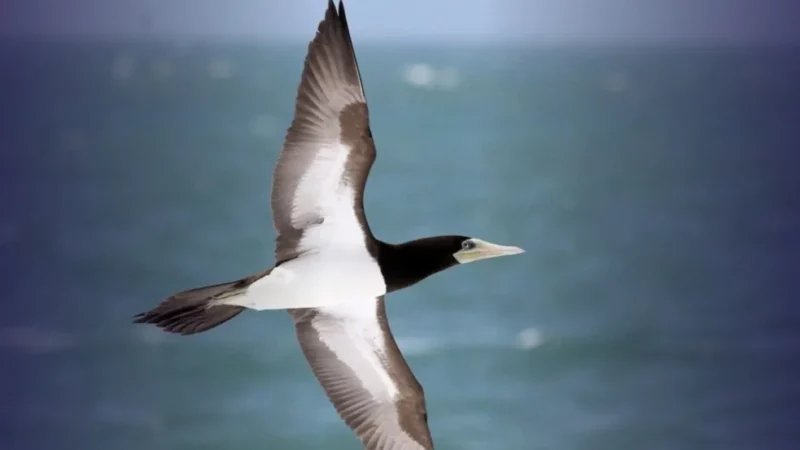 O atobá quarentão que uniu gerações de pesquisadores