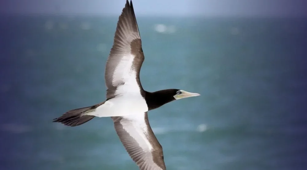 O atobá quarentão que uniu gerações de pesquisadores