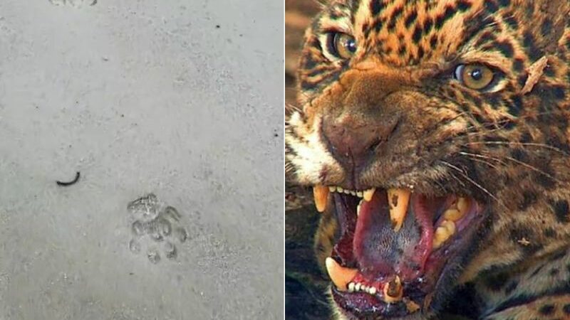 Onça é vista por ponto turístico em Presidente Figueiredo