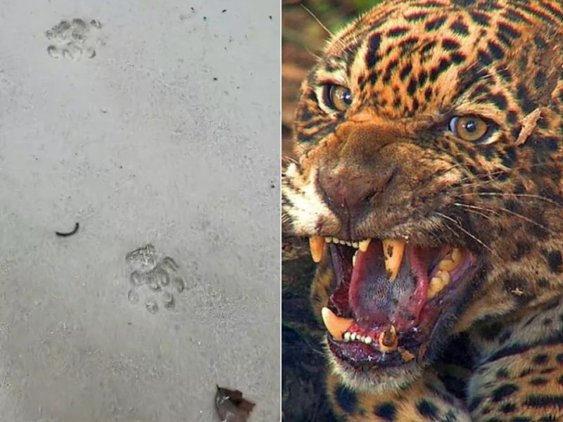 Onça é vista por ponto turístico em Presidente Figueiredo