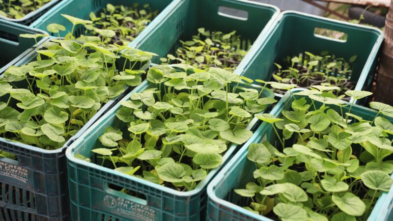 Sepror divulga Plano Estadual de Agroecologia e Produção Orgânica do Amazonas para consulta pública