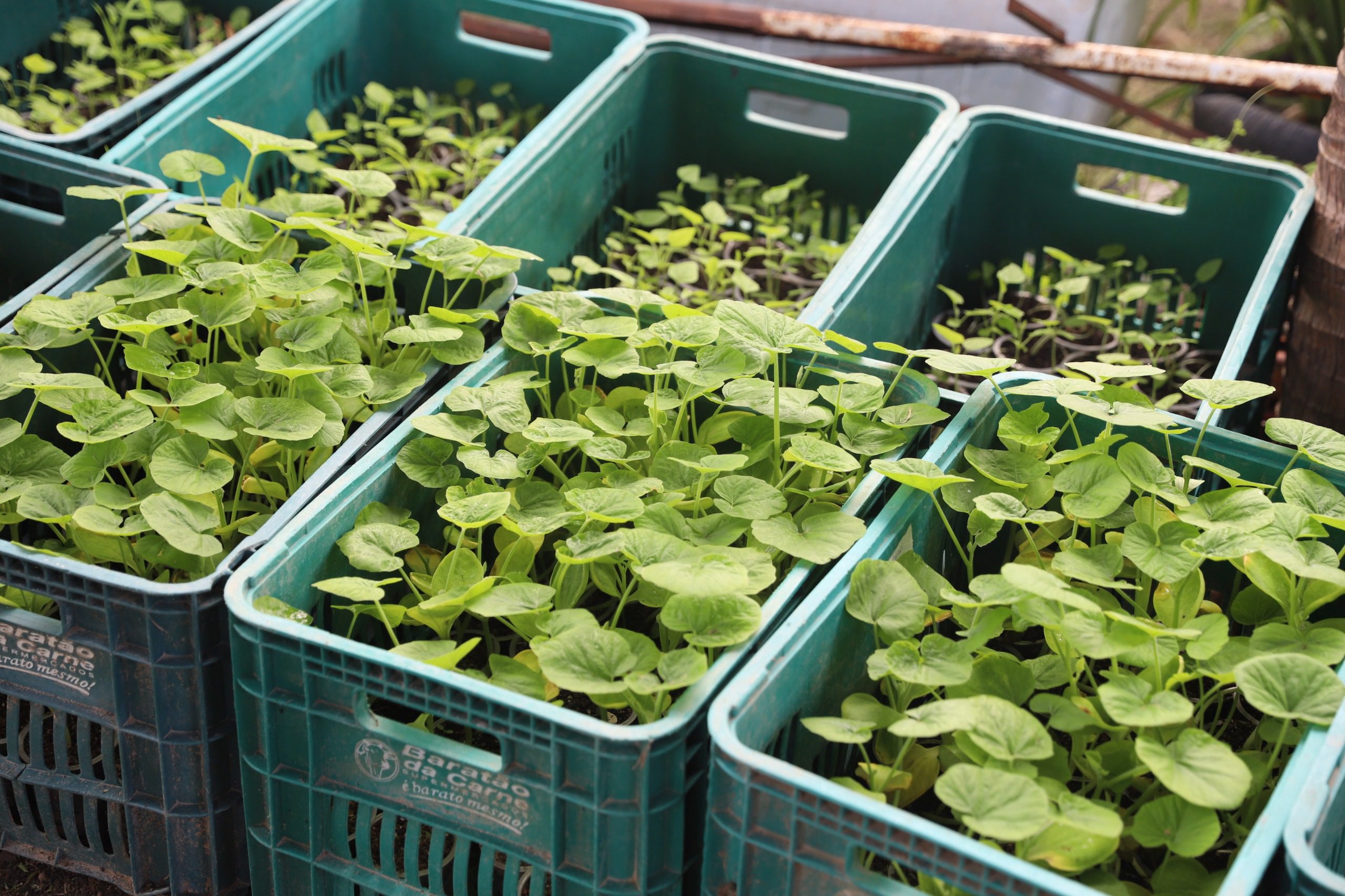Sepror divulga Plano Estadual de Agroecologia e Produção Orgânica do Amazonas para consulta pública