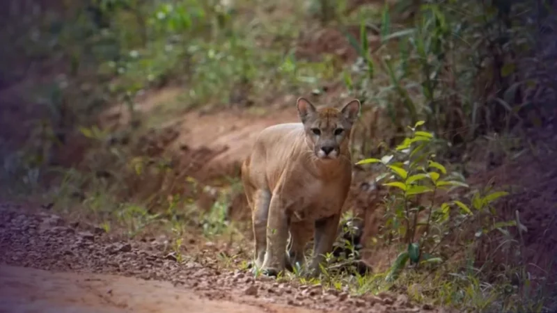 Com aparições de onças-pardas em áreas rurais do DF, saiba como proceder para proteger animais de criação e propriedades