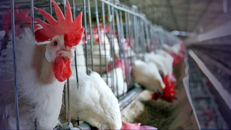 Gripe aviária levanta alerta, mas consumo segue seguro no DF