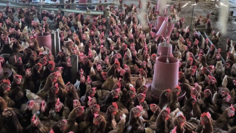 Ipaam notifica três granjas por irregularidades ambientais no AM