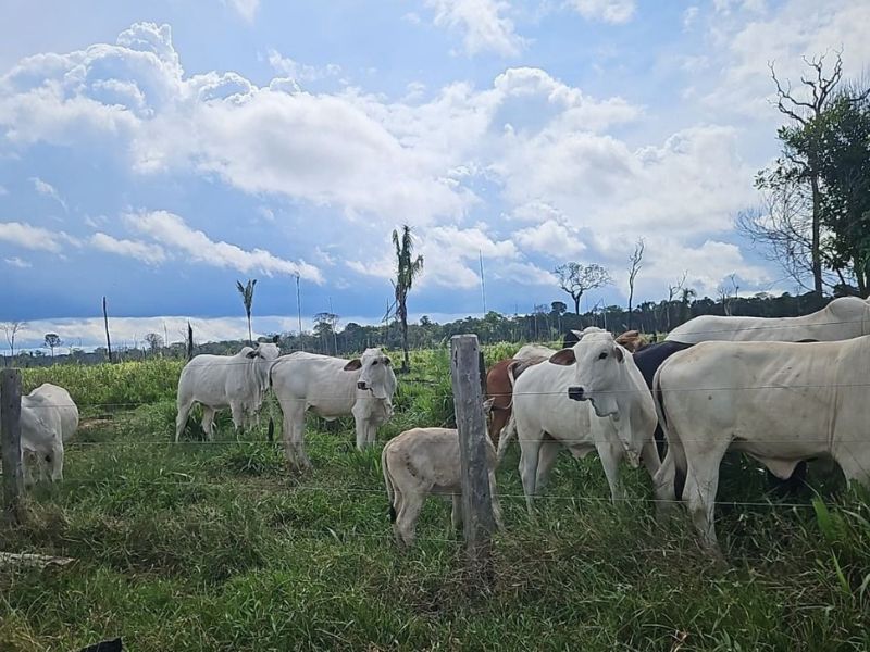 Operação do IPAAM flagra criação ilegal de mil cabeças de gado em floresta do Amazonas