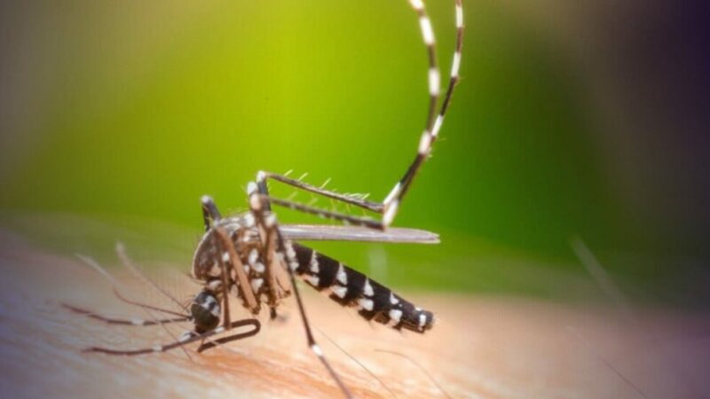 Brasil inaugura maior fábrica de mosquito Aedes aegypti do mundo — para combater dengue, zika e chikungunya