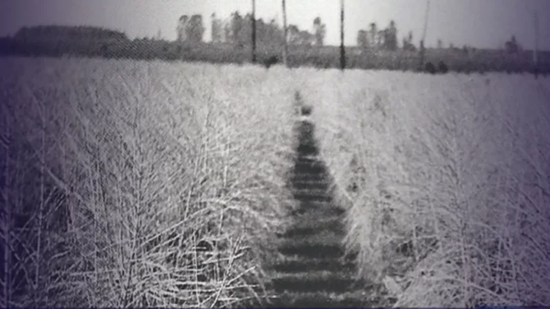 O que é a geada negra? Veja como esse fenômeno afeta a agricultura