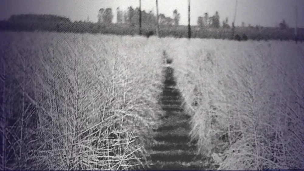 O que é a geada negra? Veja como esse fenômeno afeta a agricultura