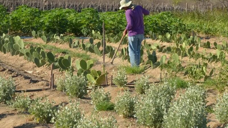 Rendimento de trabalhador rural sobe 5,5% no 1º trimestre