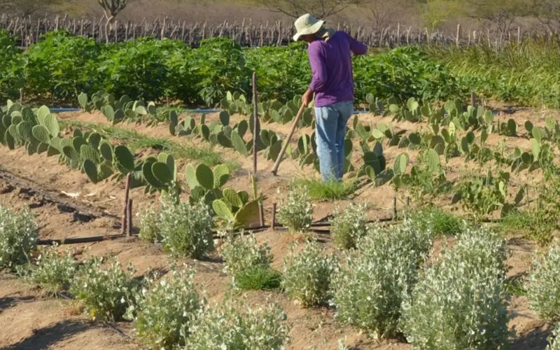 Rendimento de trabalhador rural sobe 5,5% no 1º trimestre