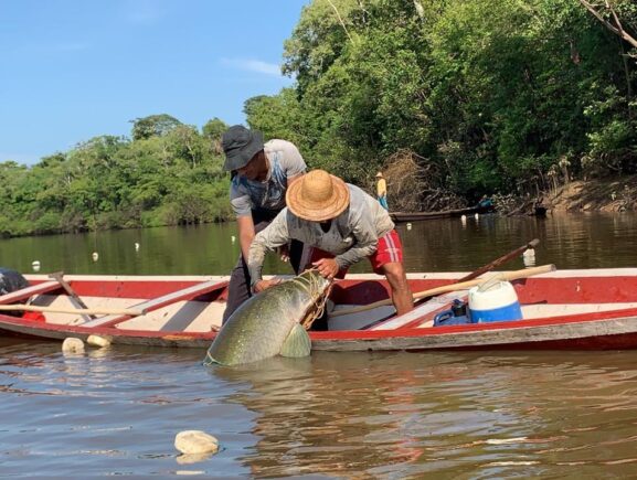 Em Maraã, Idam viabiliza primeira autorização para a pesca manejada de pirarucu na RDS Amanã
