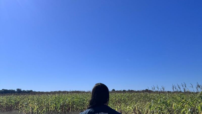 Adaf alerta agricultores sobre o encerramento do Vazio Sanitário da Soja e início do calendário de semeadura