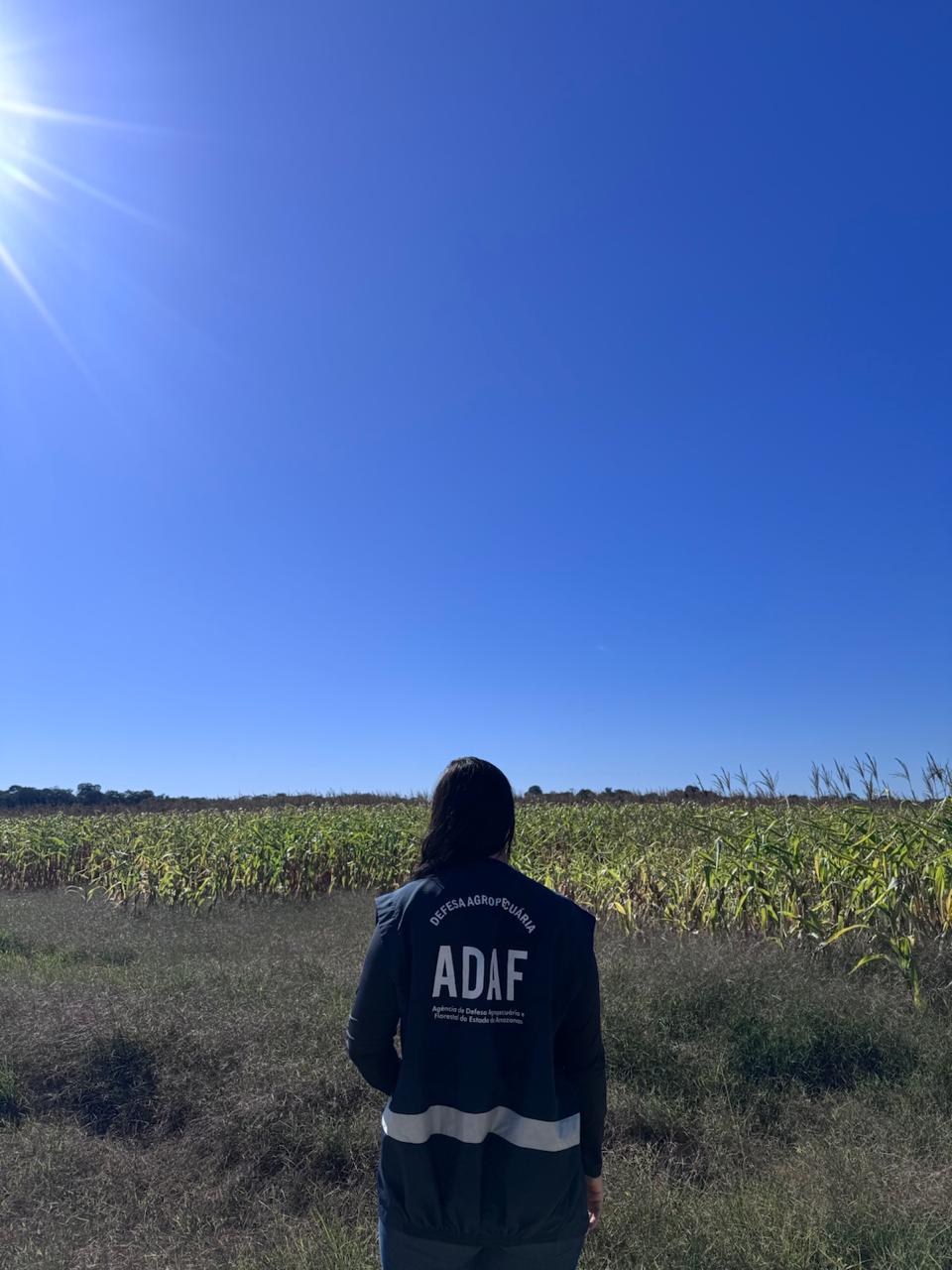 Adaf alerta agricultores sobre o encerramento do Vazio Sanitário da Soja e início do calendário de semeadura