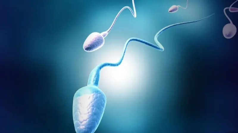 Estudo revela que ultraprocessados afetam qualidade do esperma