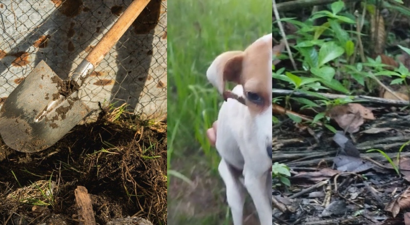 Homem não consegue agredir mulher e sogra no interior do AM e desconta usando pá nos cachorros