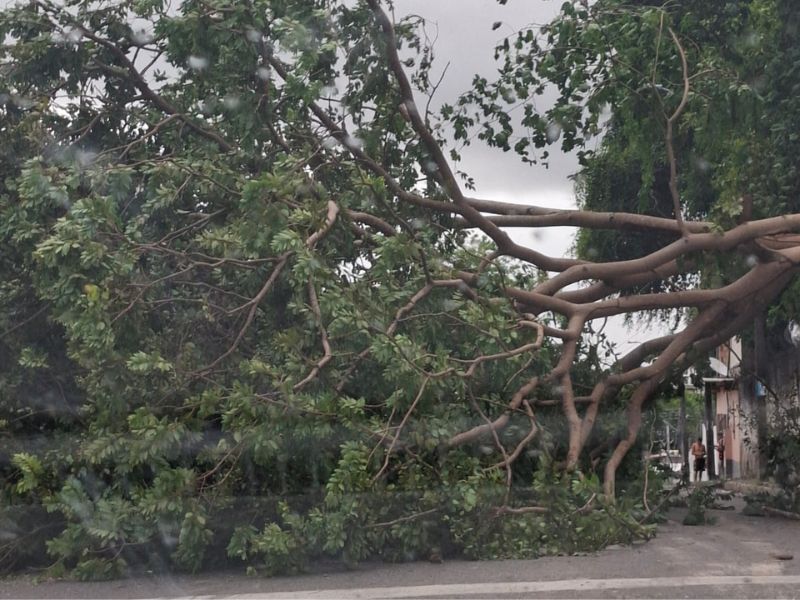 Árvore cai durante fortes ventos e bloqueia trecho de rua, no bairro Petrópolis