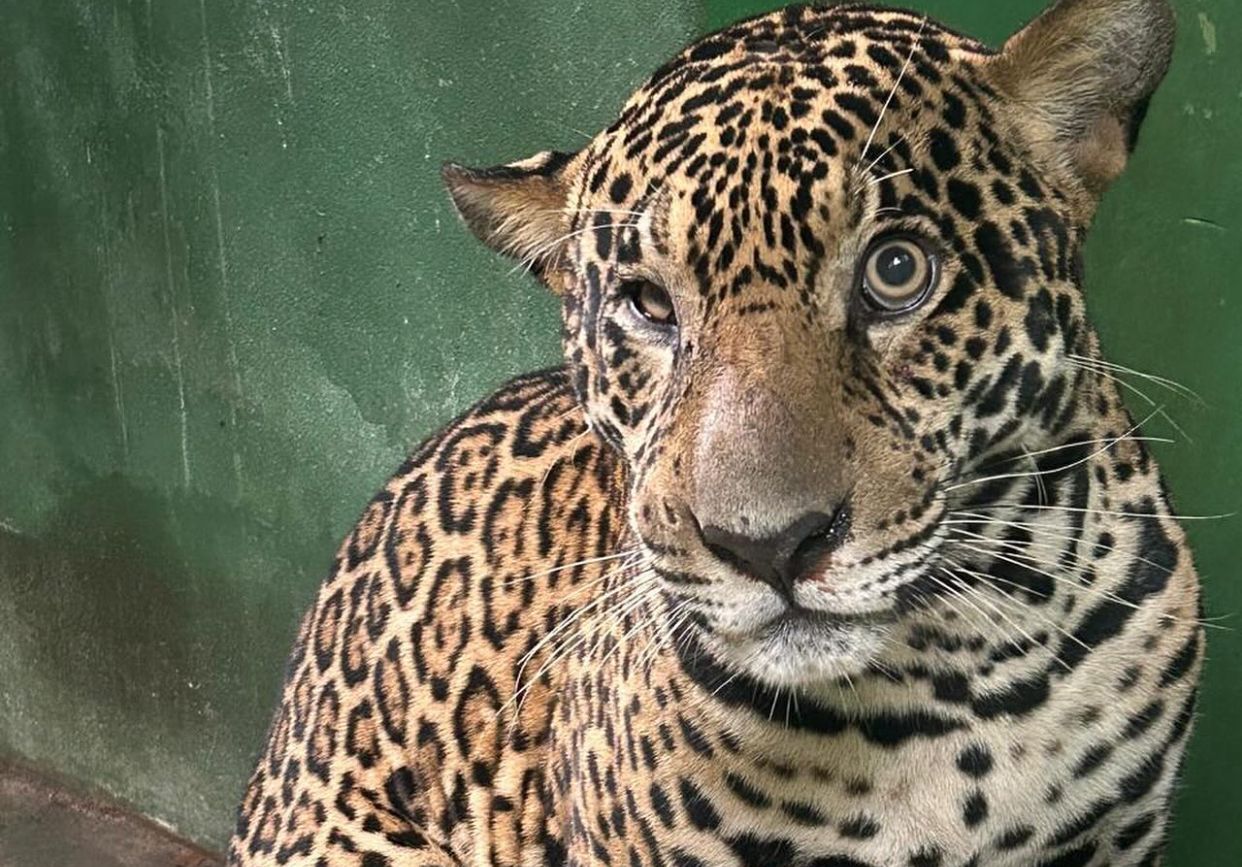 Onça-pintada resgatada no rio Negro será devolvida à natureza