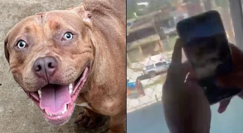 Pitbull invade escola e causa pânico após atacar menina