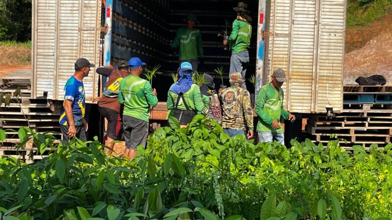 Potássio do Brasil doa dez mil mudas para projeto da Prefeitura de Autazes