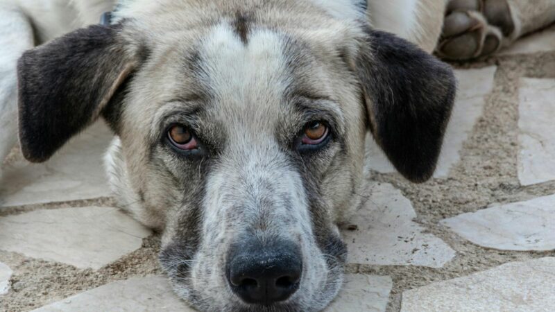 Homem é preso por arremessar cães de laje em Manaus