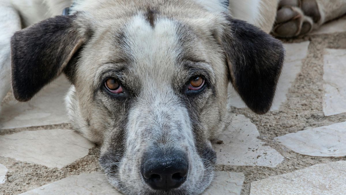 Homem é preso por arremessar cães de laje em Manaus