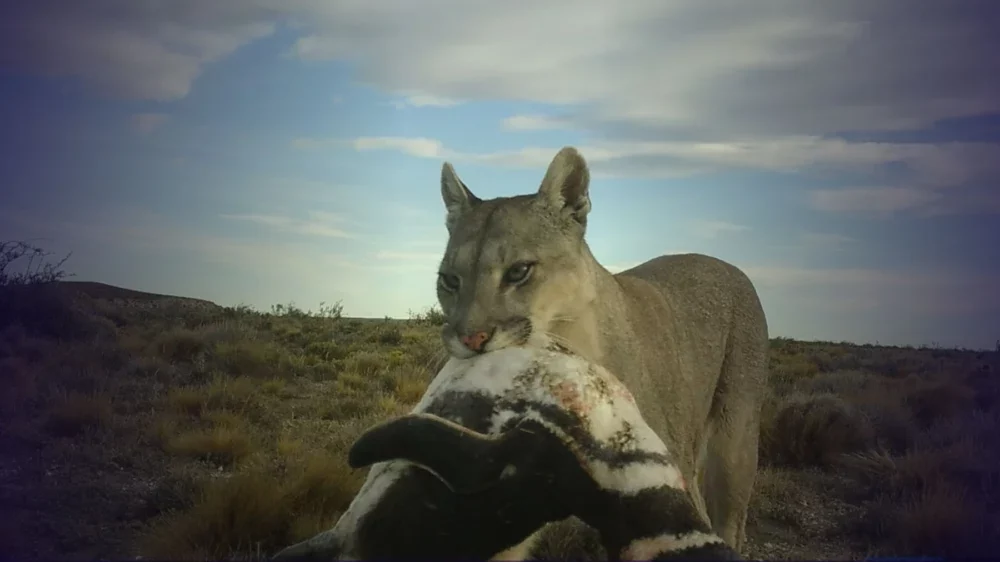 Pumas da Patagônia: O banquete de pinguins que está mudando o comportamento social dos felinos