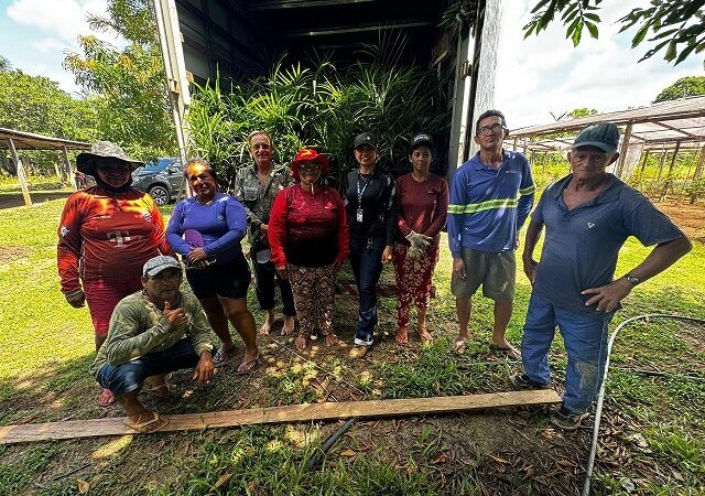 Açaí é oficializado como fruta nacional e cresce no Amazonas