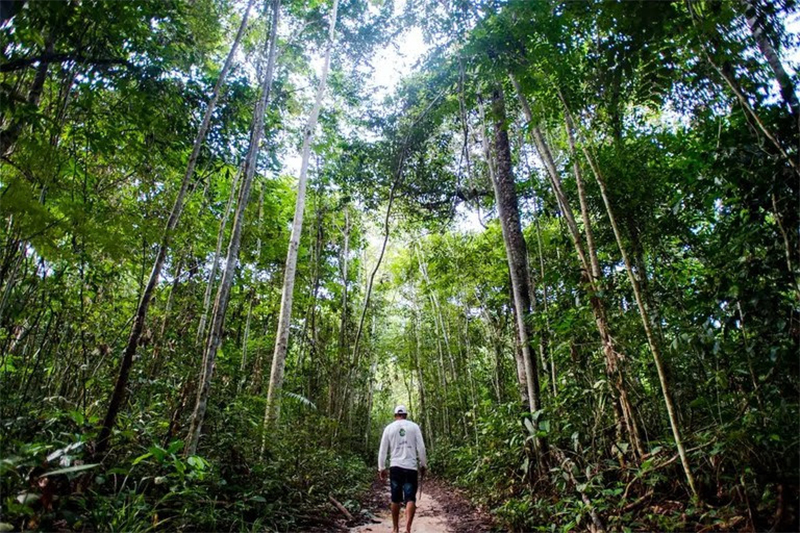 BNDES recebe 16 projetos para obter financiamento do ProFloresta+