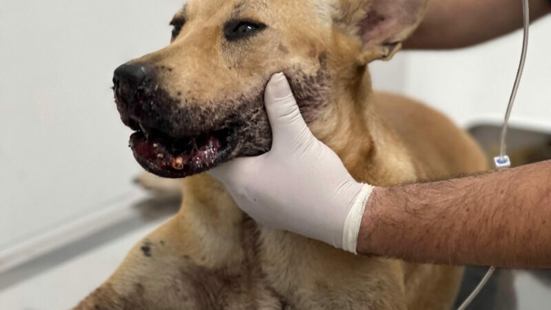 Cadela ferida por ‘catolé’ na virada do ano será operada no Hospital Público Veterinário sob cuidados da Sepet