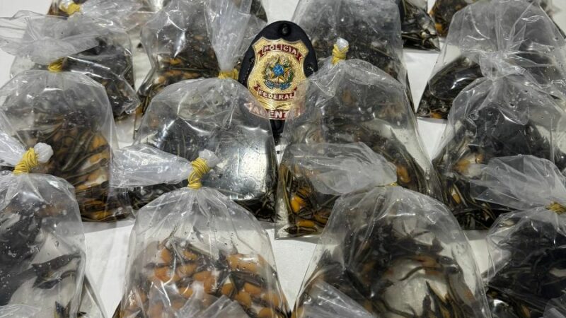 PF prende homem por contrabando de peixes ornamentais
